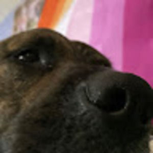 Meet your Posher, Crow